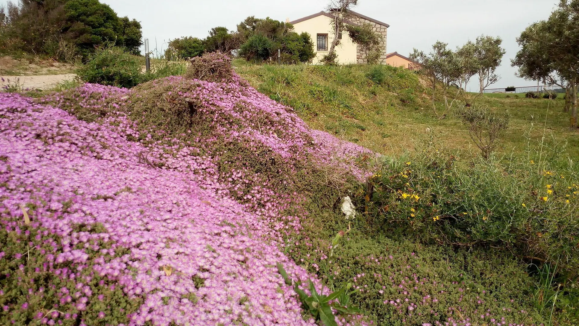 Tenuta Petra Bianca Palau